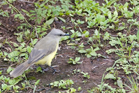 Machetornis rixosa